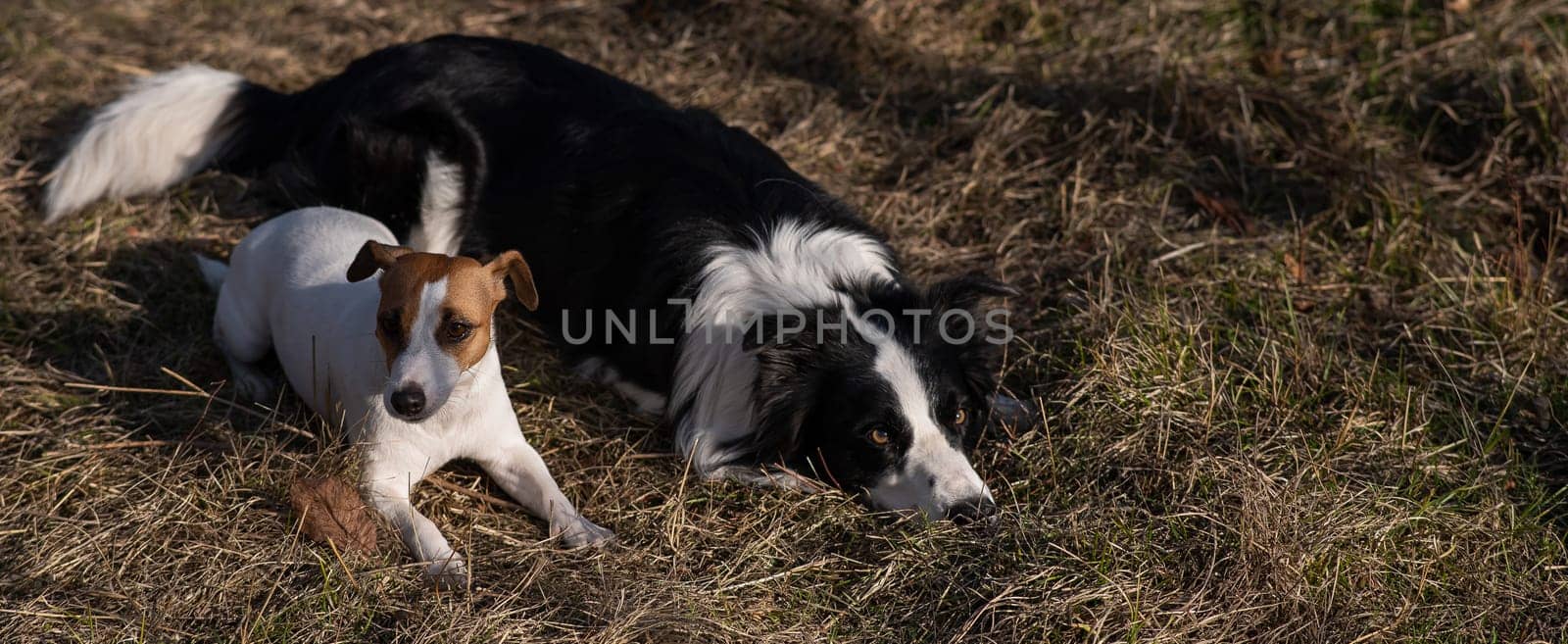 Dog jack russell terrier and border collie lie on yellow autumn grass. Widescreen. by mrwed54