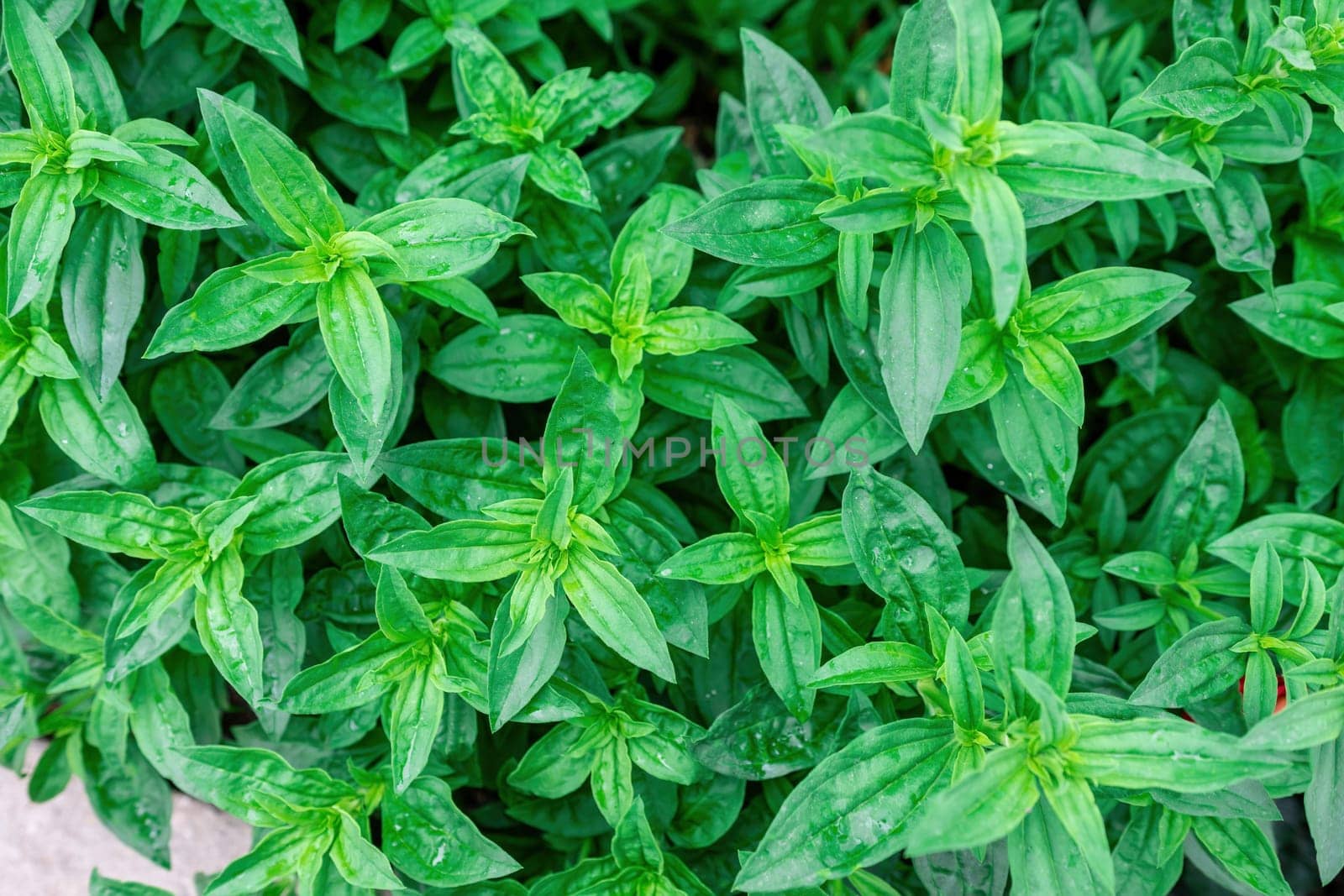 Nature of green leaf with water drops in garden at summer for background and wallpaper. Green leaves plants using as spring background cover page environment ecology or greenery wallpaper by panophotograph