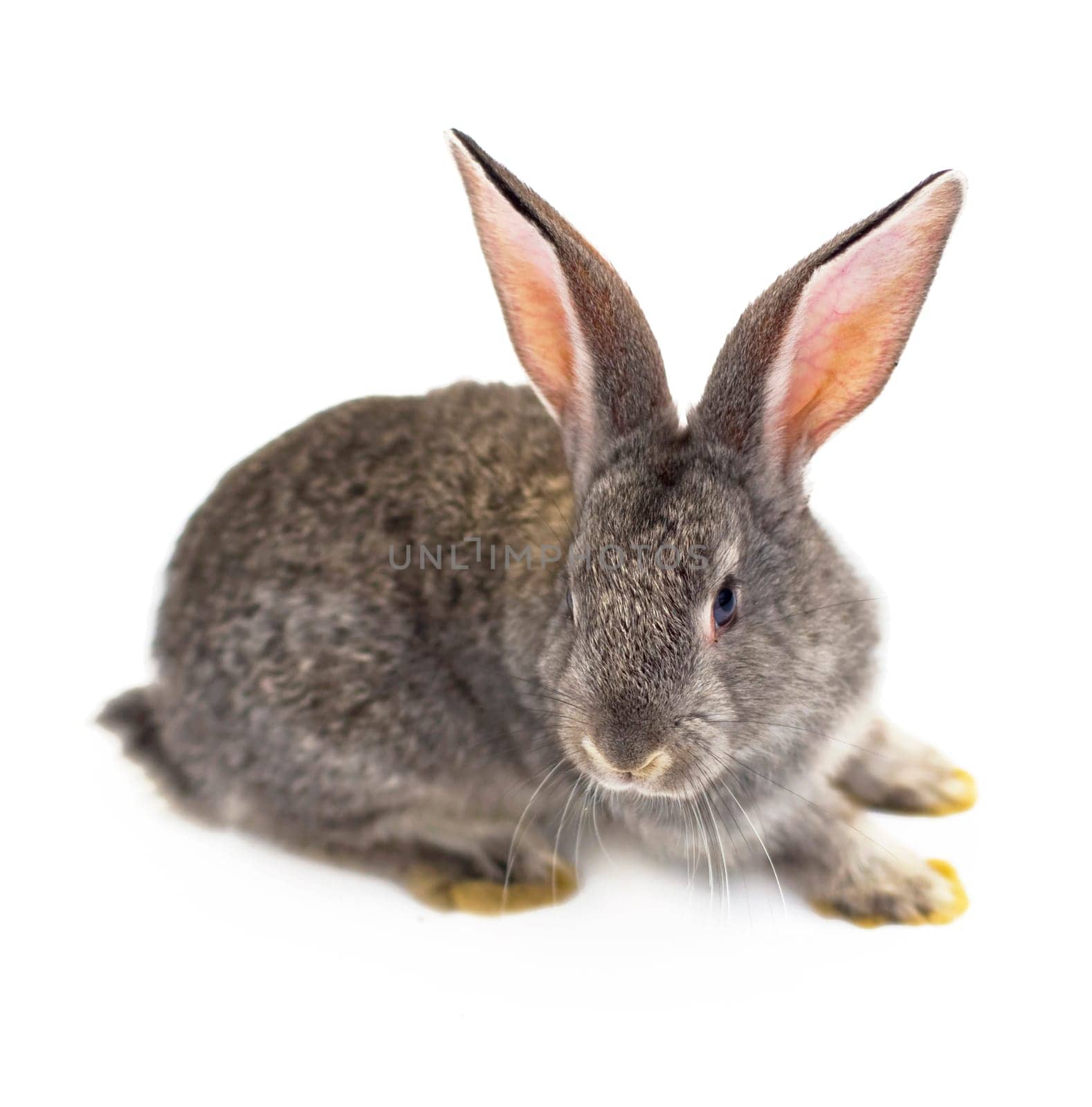 Organic livestock. Young gray rabbit isolated on a white background. by aprilphoto