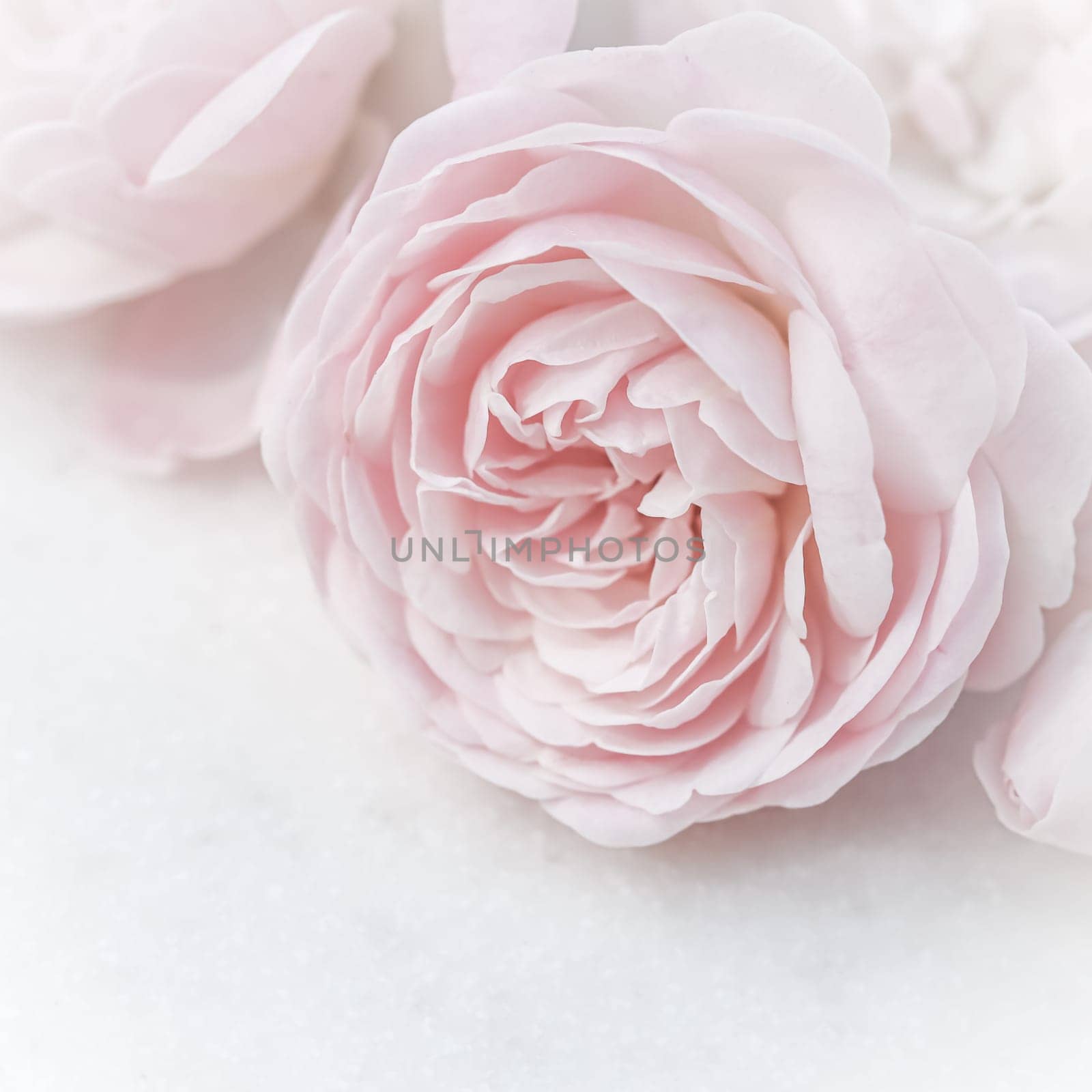 Pale pink rose flower isolated on white background. Soft focus. Macro flowers backdrop for holiday brand design