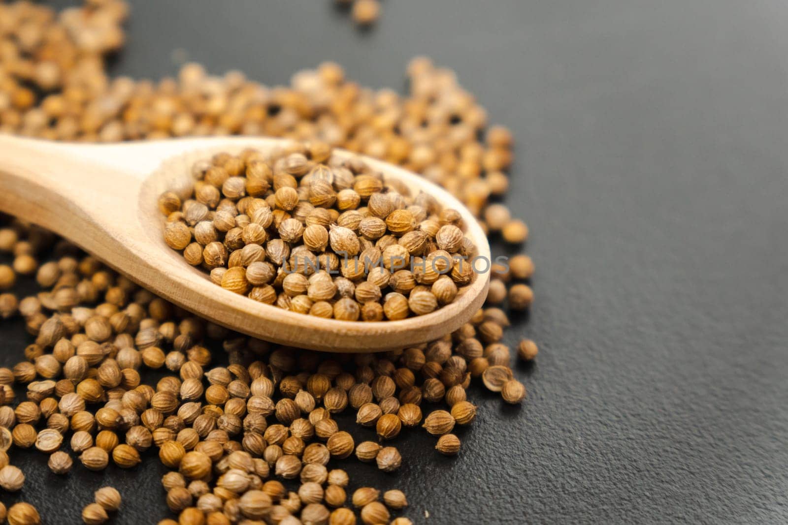 Coriander seeds, close-up, Chinese parsley, dhania and cilantro, used as aromatic and flavorful spice. Copy space