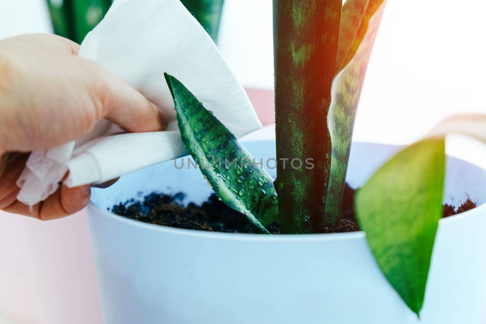 Florist take care of domestic flowers, fertilizer enrich dry ground, gardening concept