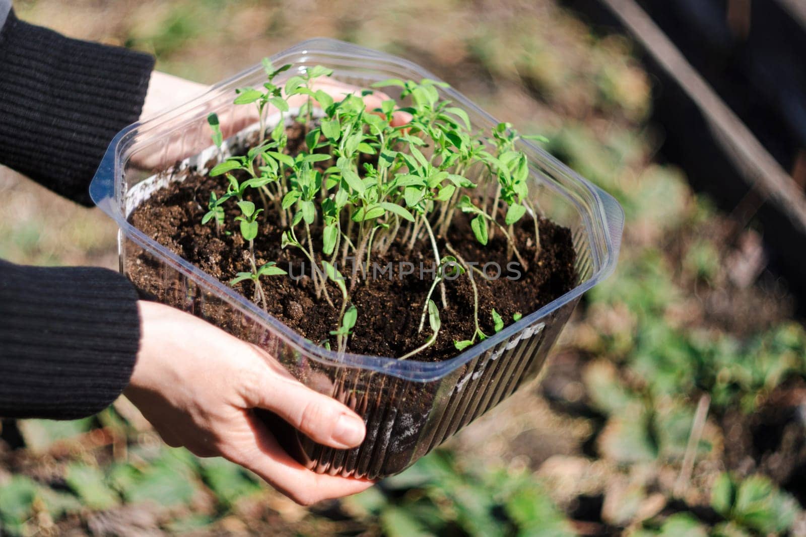 Tomato seedlings in the spring. Planting and gardening at springtime. Selective focus