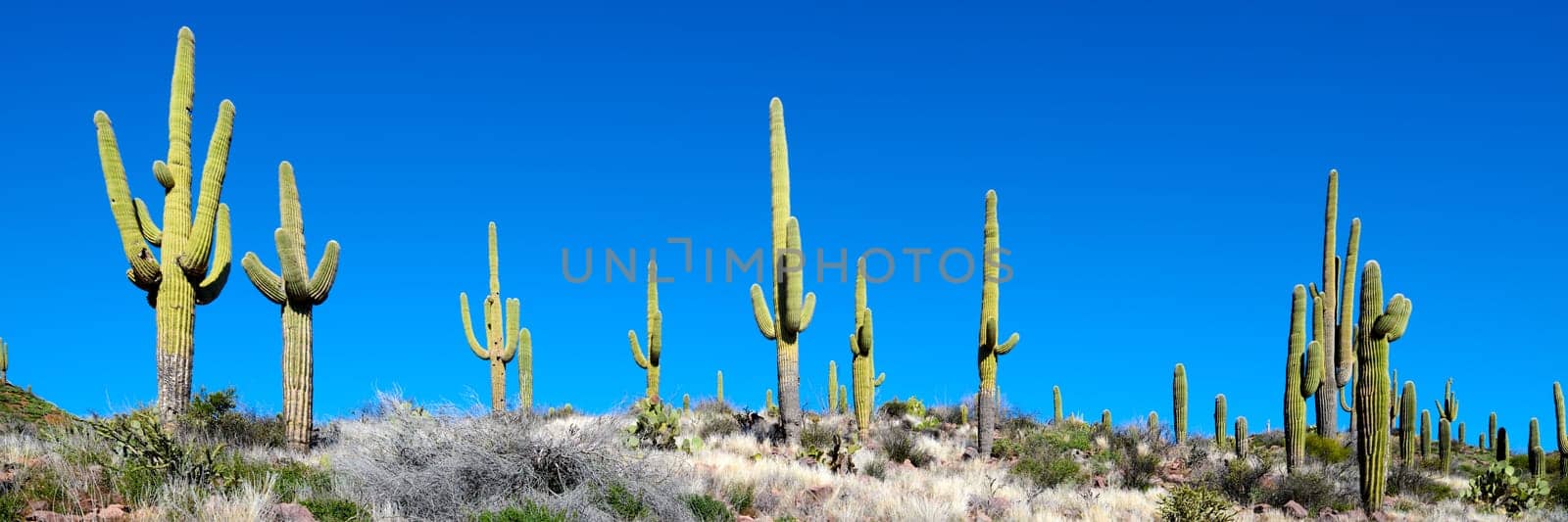 Saguaro Cactus growing on a rocky hillside in Tonto National Forest, Arizona