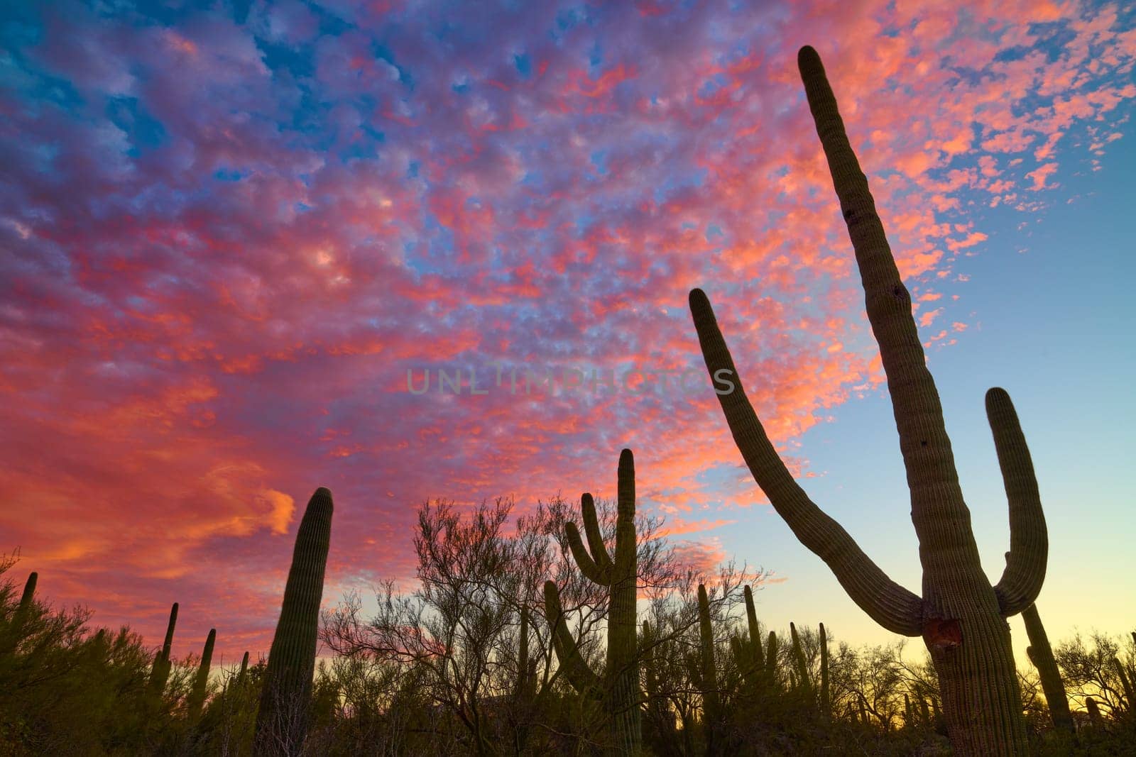 Silhouetted Saguaro Cactuses against dramatic and colorful clouds Tucson, Arizona. by patrickstock