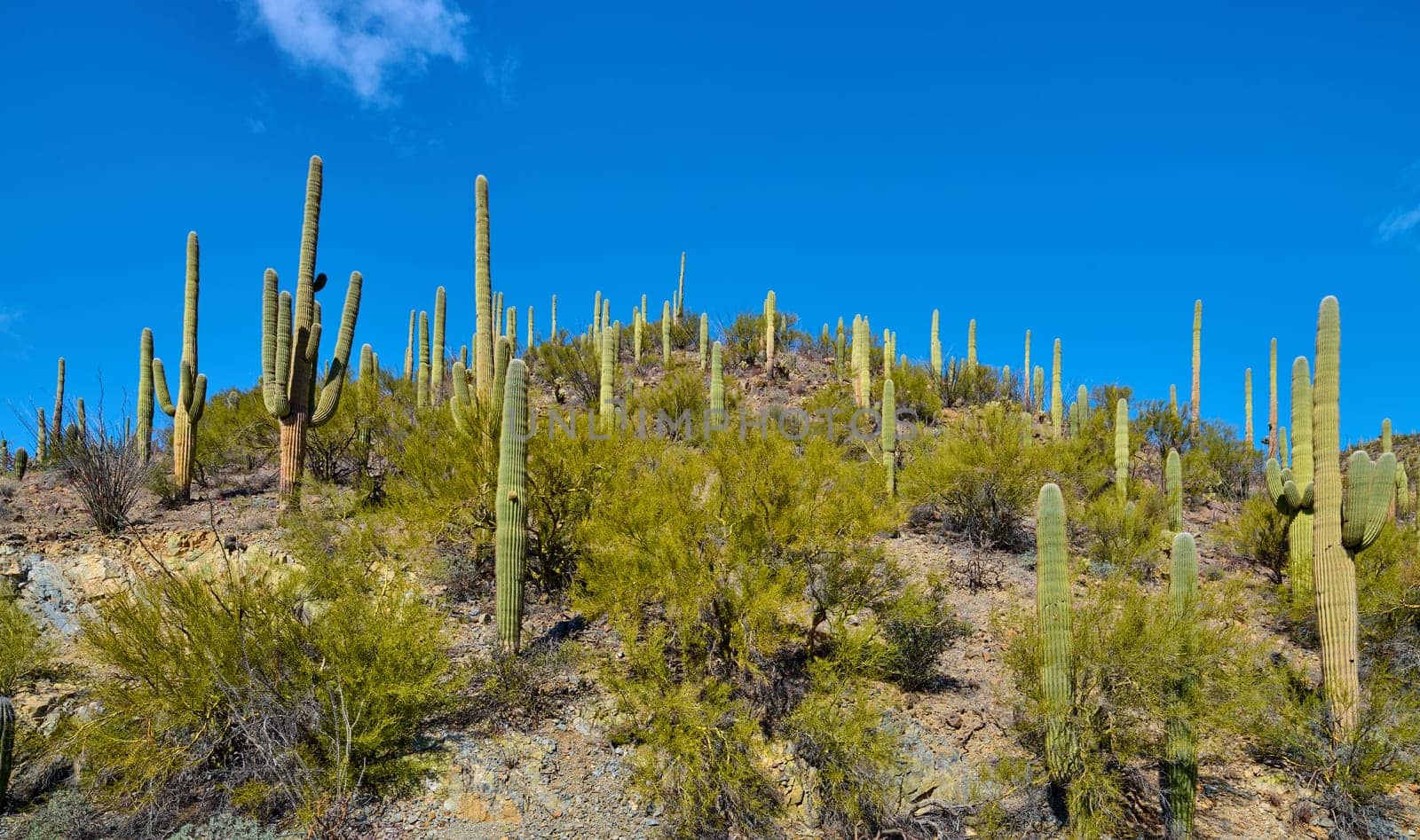 Saguaro cactues growing along King Canyon Wash in Saguaro National Park, Tucson Arizona.