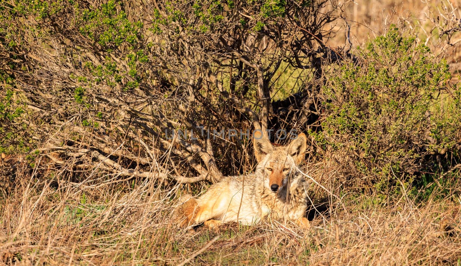 Wild coyote rests in sun amid dry grass. High quality photo