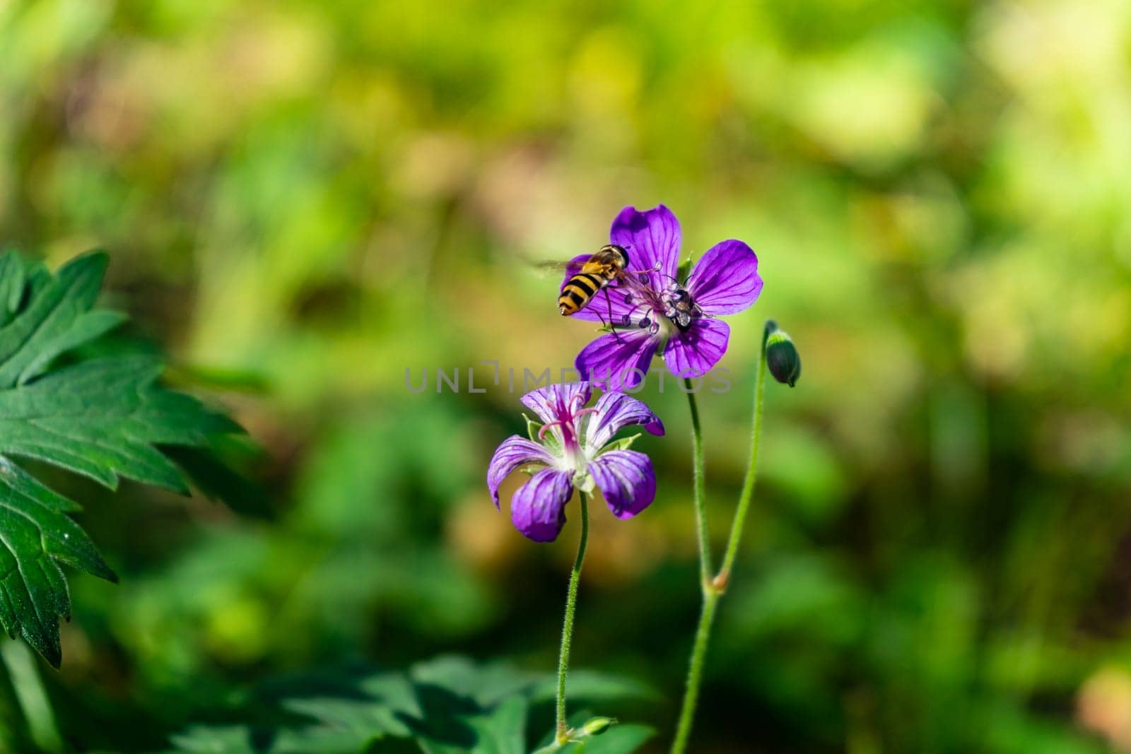 Iberian Geranium. bee pollinates a wild purple flower.