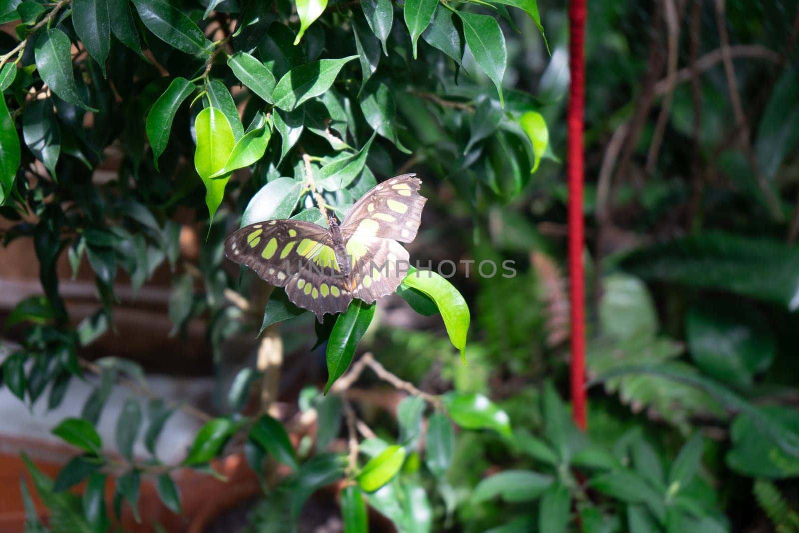 a bright butterfly on a tropical plant