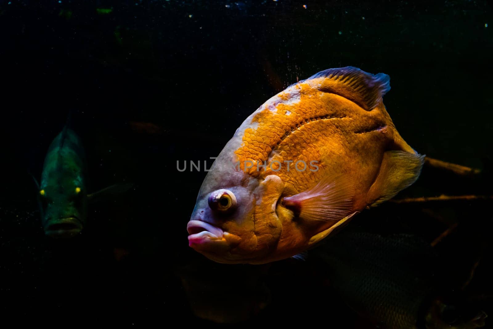bright yellow fish on a black background
