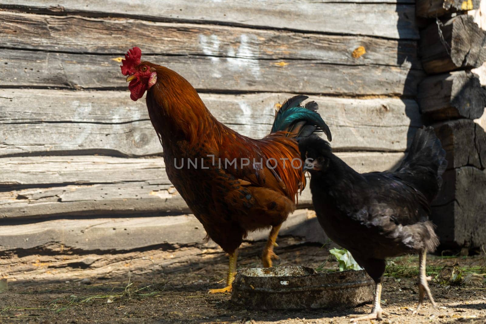 rooster with a chicken in chicken coop. Home farm in the village