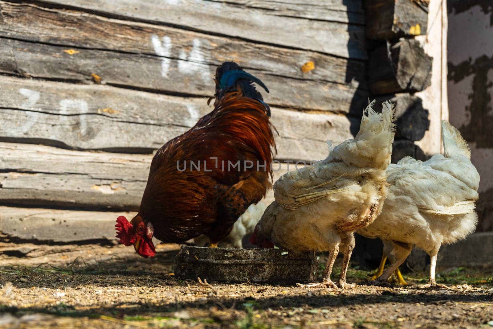 rooster with a chickens in a chicken coop. Home farm in village