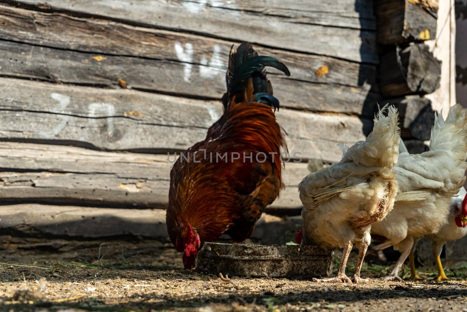 rooster and hens in chicken coop. Home farm in village