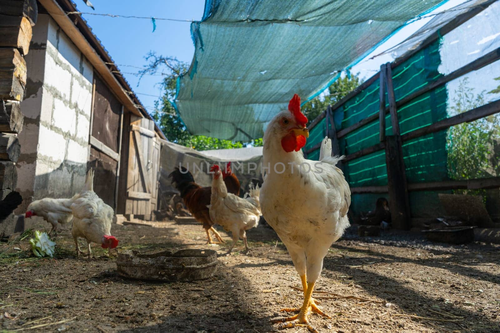 White chicken in the chicken coop yard