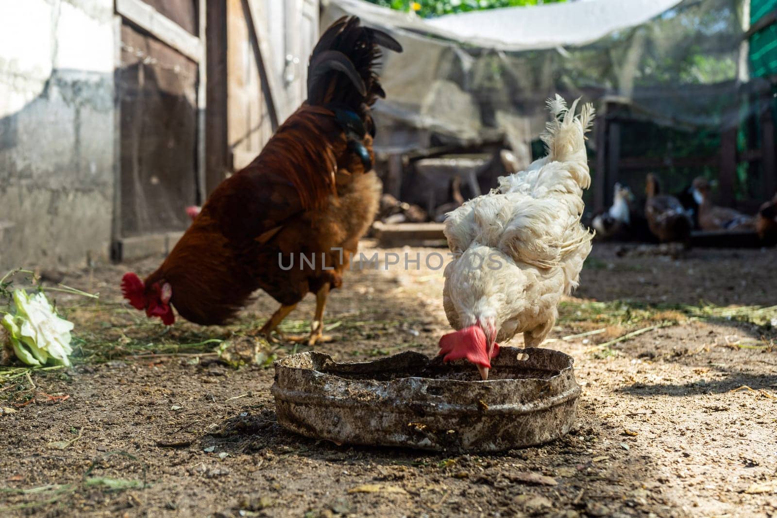 rooster and hen in chicken coop. Home farm in village