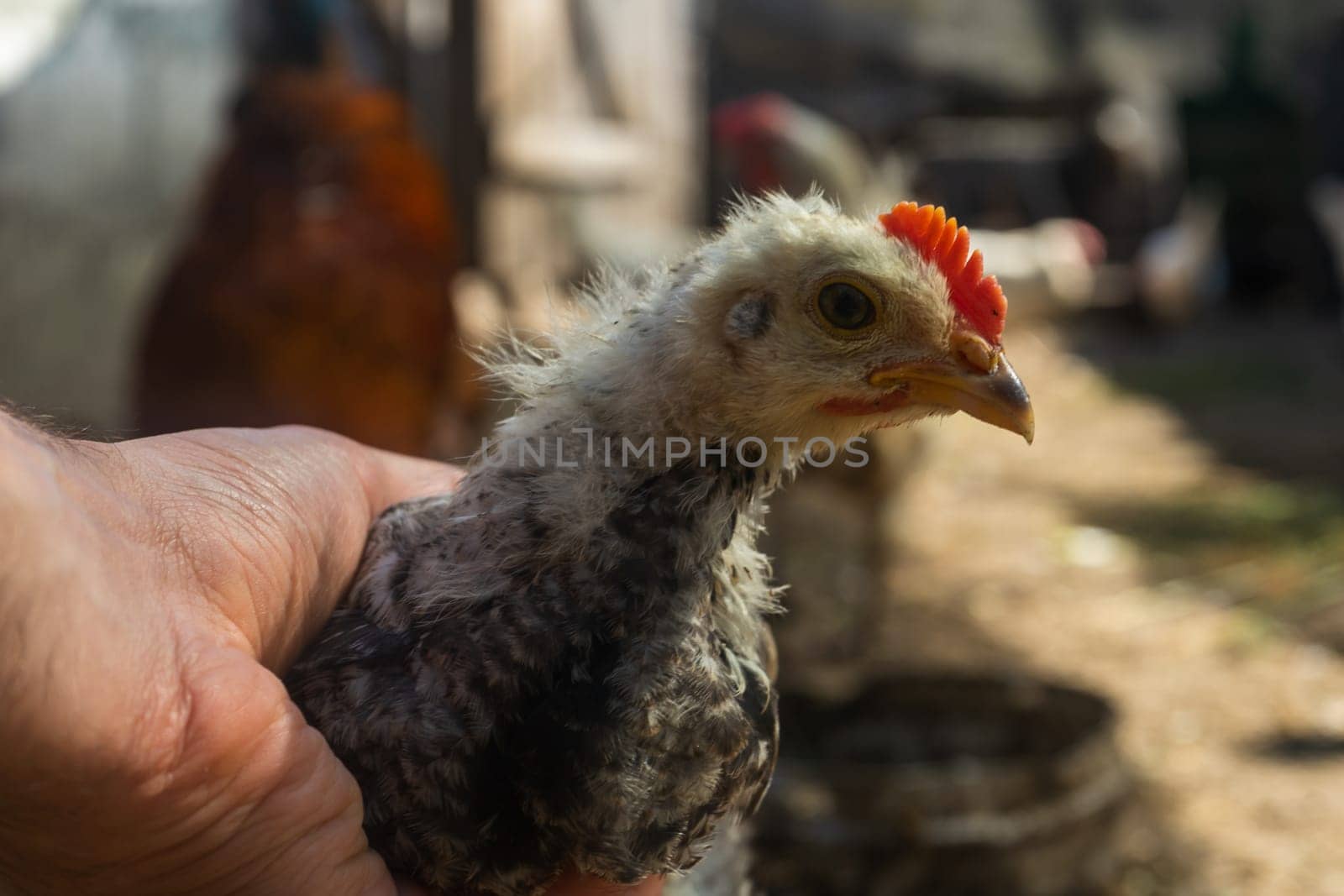 chick in hand. home small poultry farm.