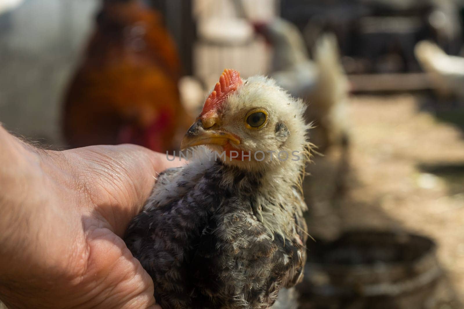 chick in hand. home small poultry farm
