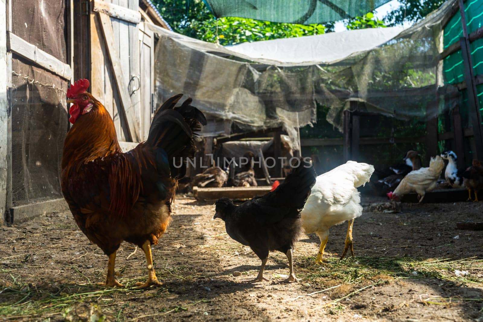 rooster with chickens in chicken coop. Home farm in village.