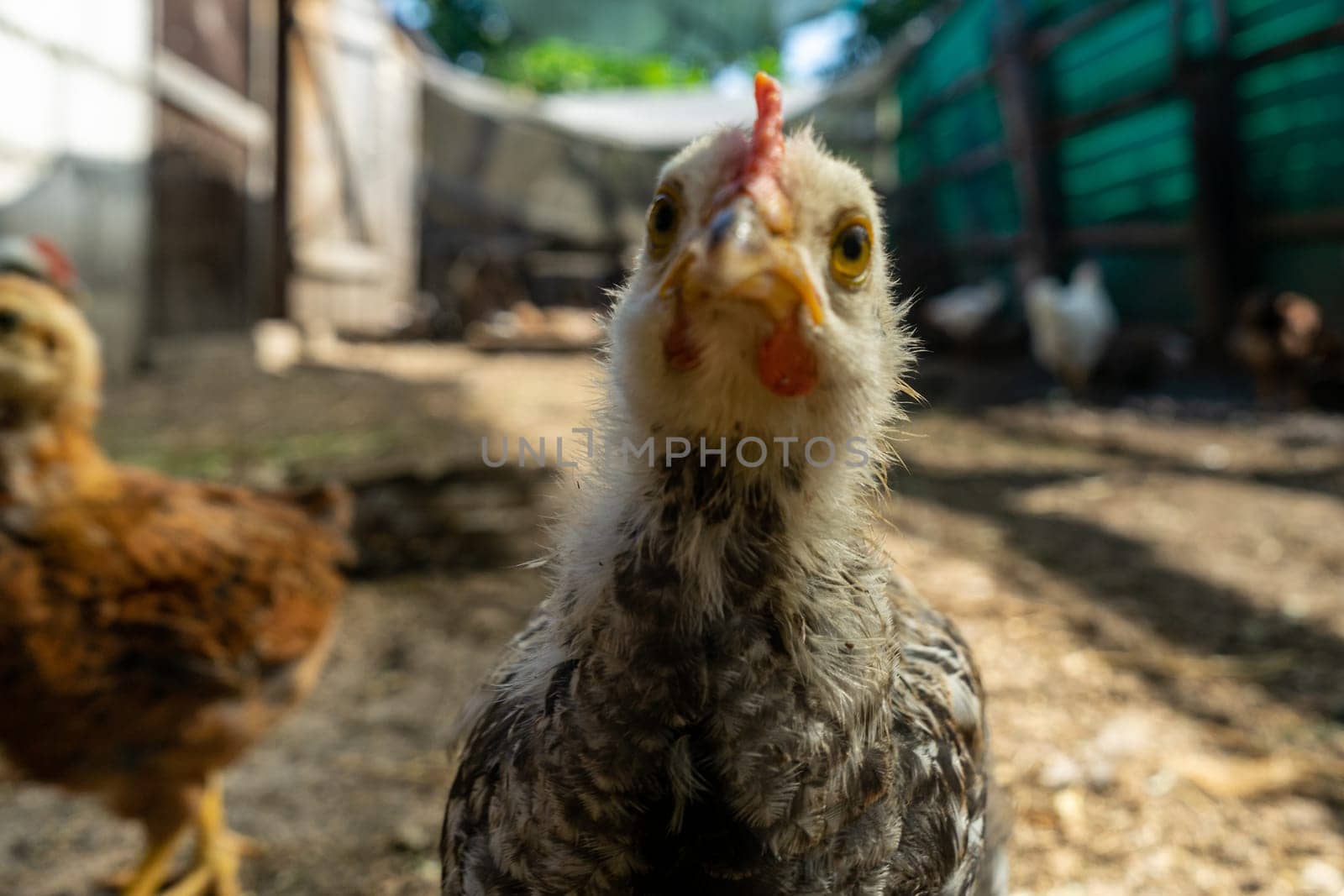 chicken looks into the lens in coop. Home farm in village