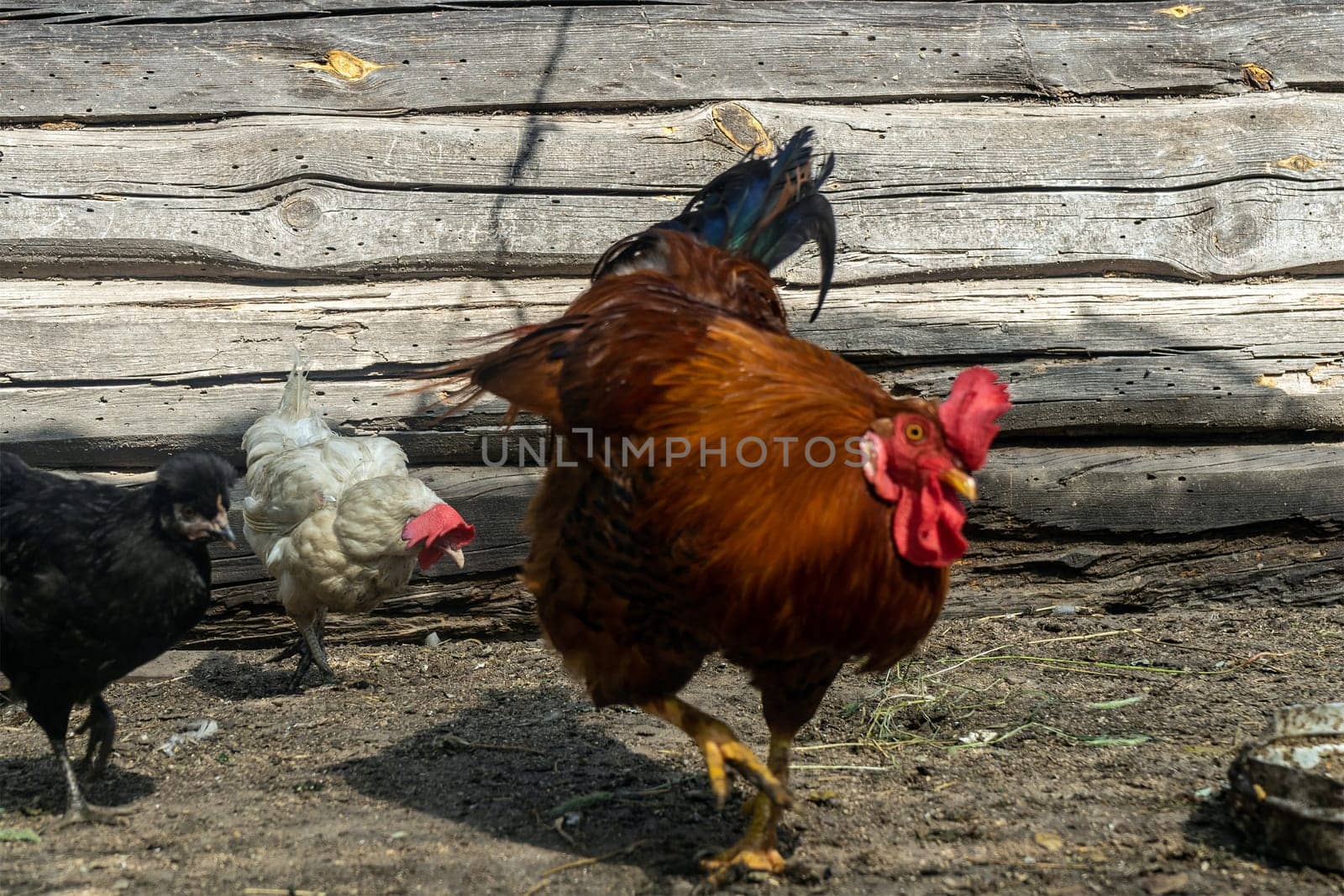 rooster with chicken in chickens coop. Home farm in village