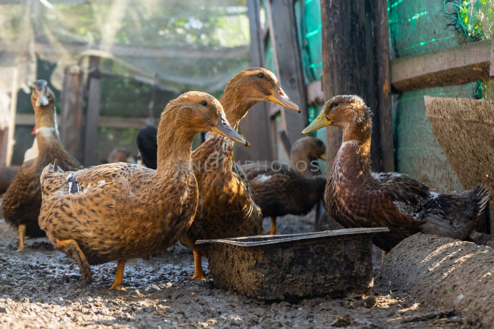 Domestic ducks in the poultry yard during feeding