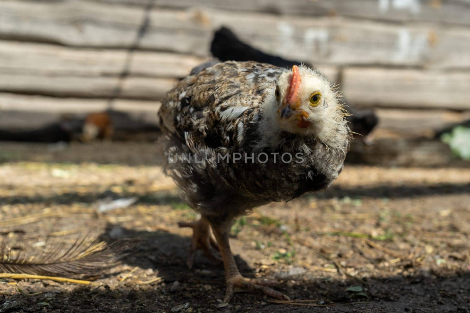 chicken looks into the lens in coop. Home farm in village