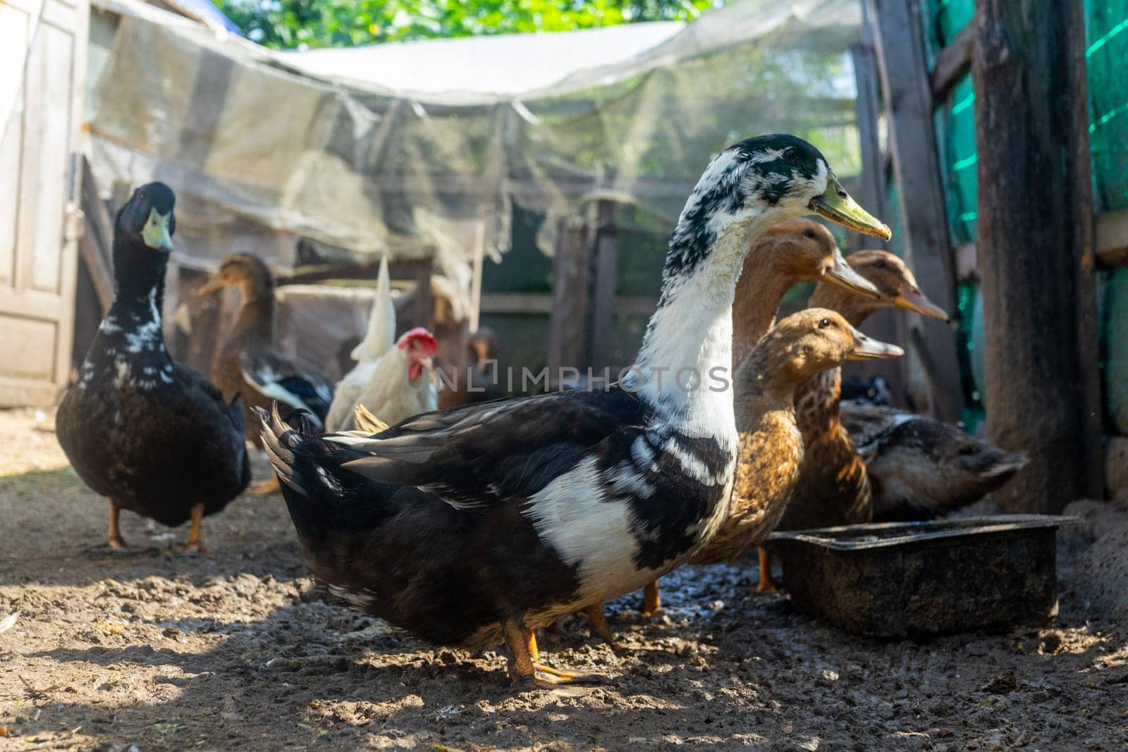 Domestic ducks in poultry yard during feeding.