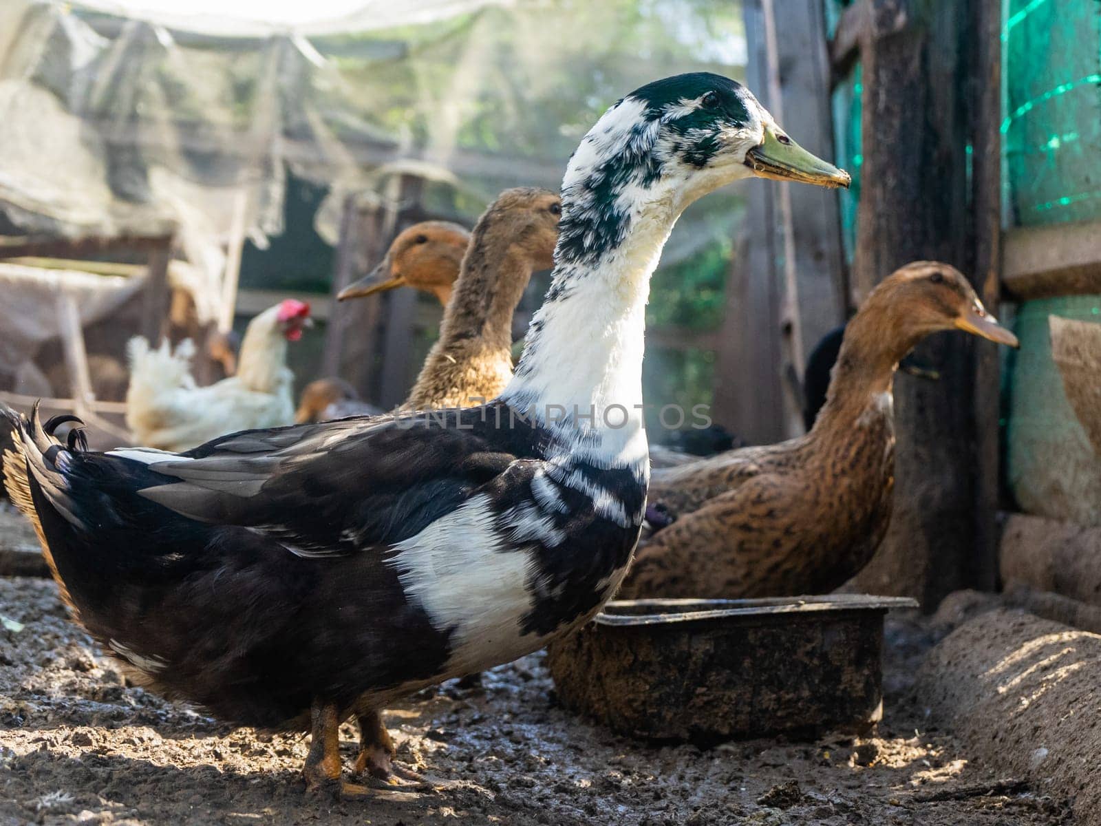Domestic ducks in the poultry yard during feeding.