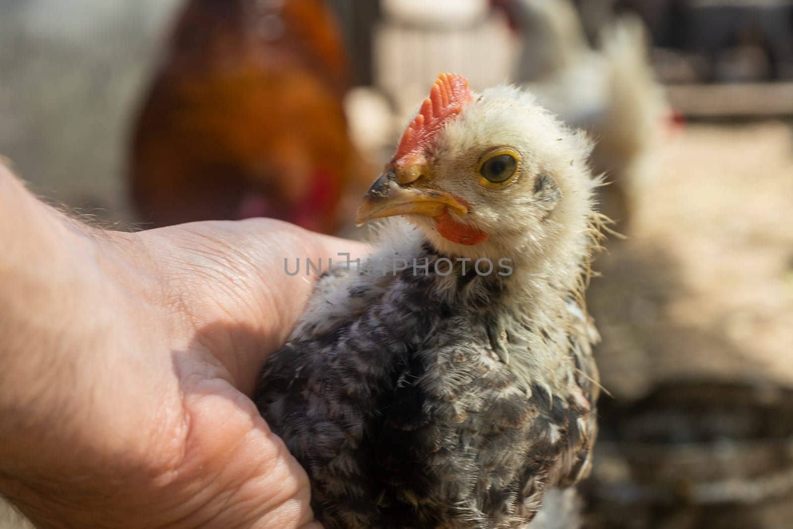 small chick in hand. home small poultry farm.