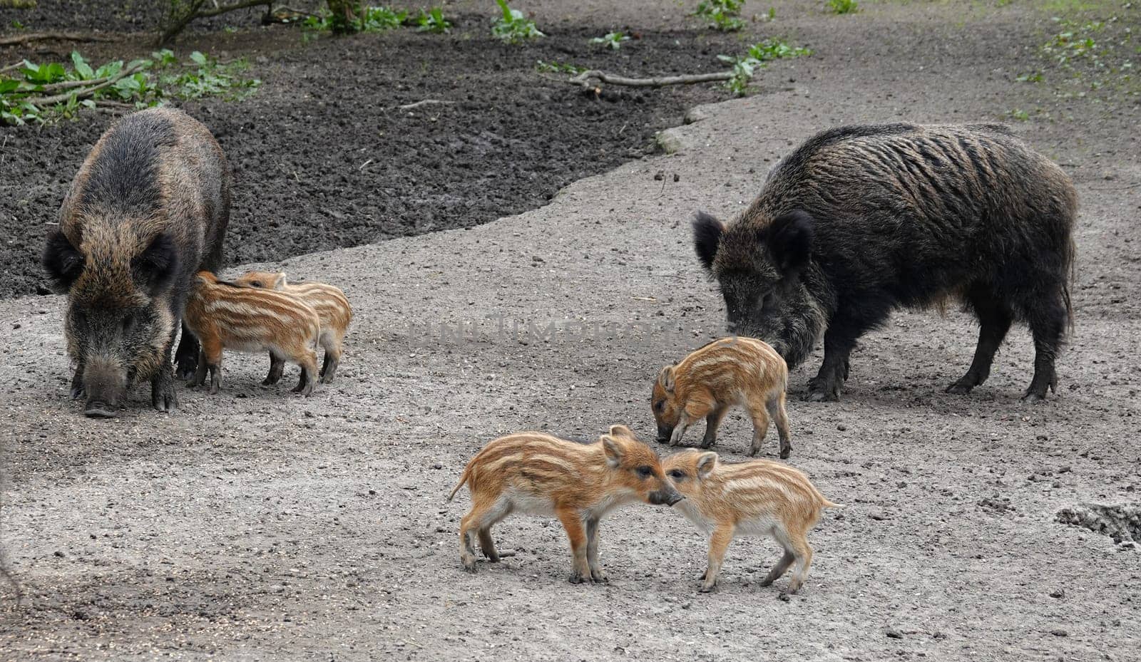 Female wild boars and their babies. Two sows and their piglets that are part of a sounder.
