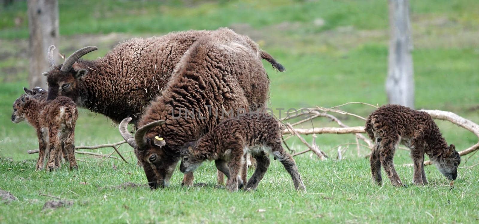 Group of two Soay sheep and their offspring grazing in a meadow.