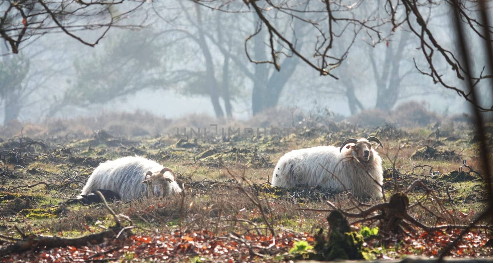 Two Drenthe Heath Sheep lie in a heathland in the early morning. The morning fog still hangs over the heath. This breed is the oldest surviving breed of sheep in Europe.