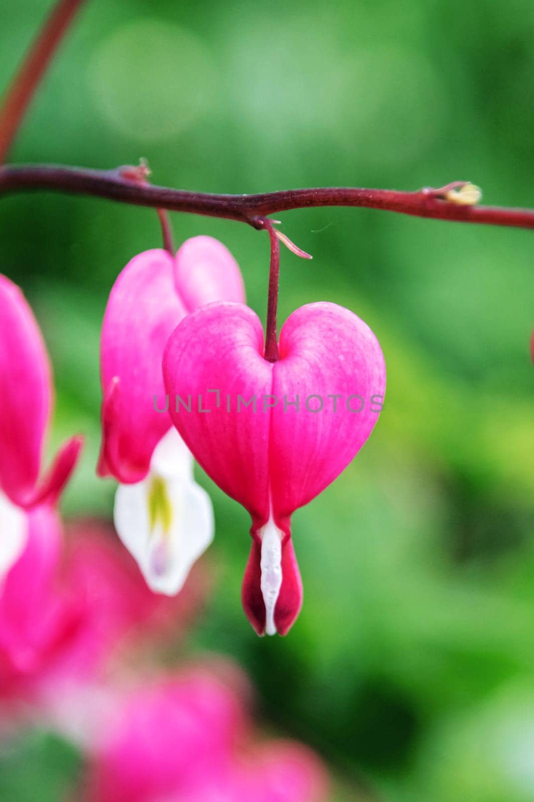 Heart shaped dicentra flower among green leaves close up