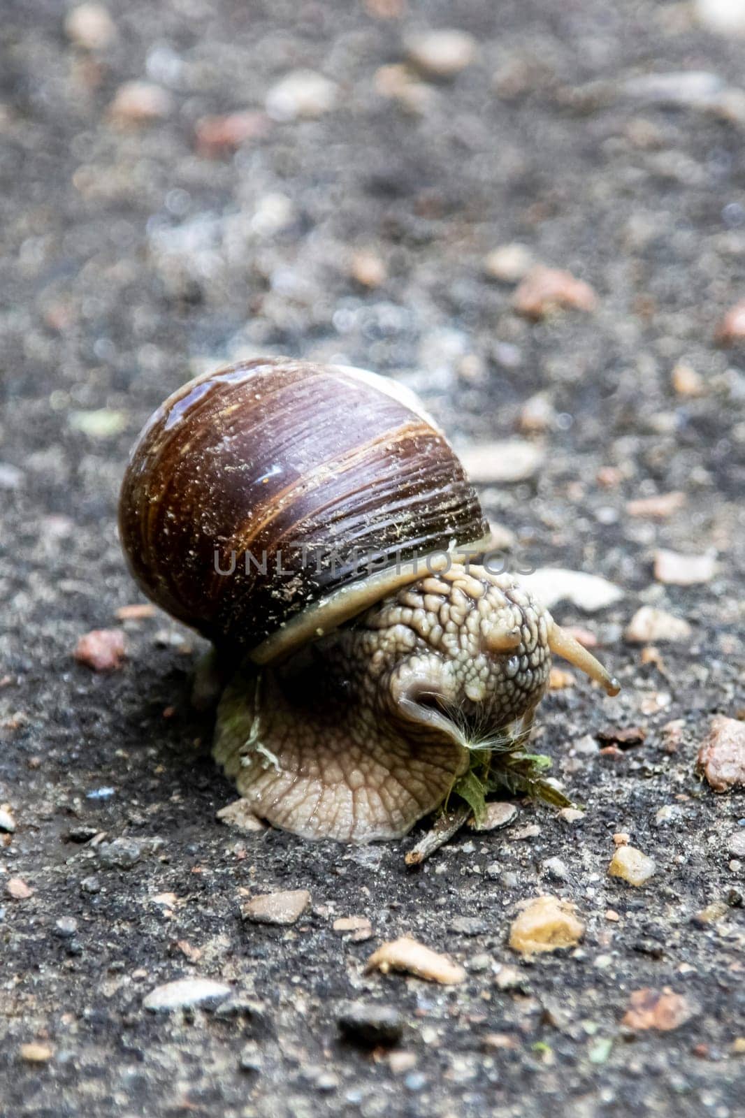 Snail and green leaf on asphalt close up