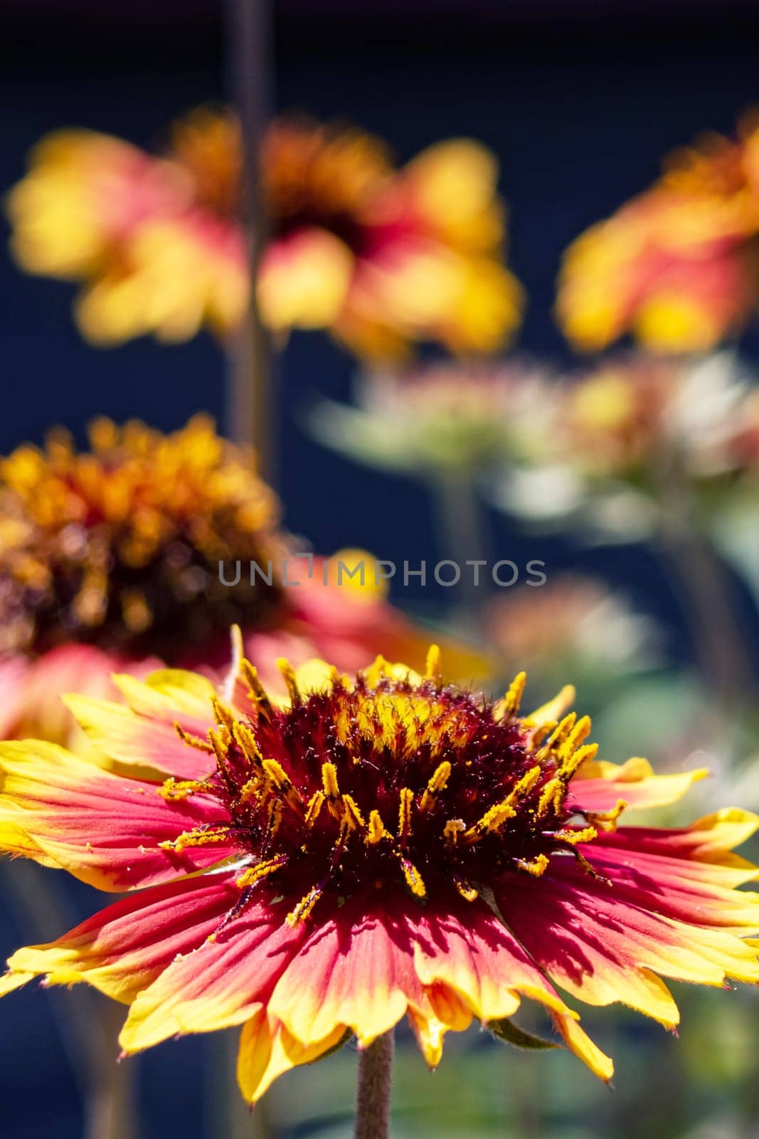 Bright red flower of gaillardia close up in flowerbed