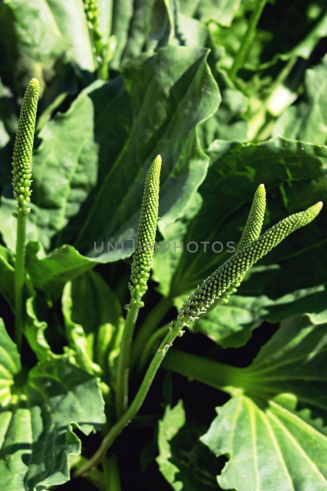 Green leaves of psyllium close up, top view