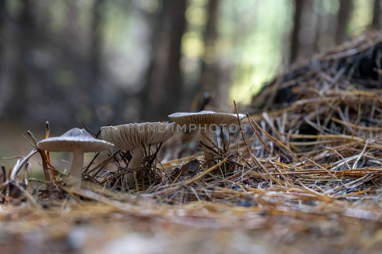 lamellar mushrooms closeup, view from below. Autumn mushrooms in the forest