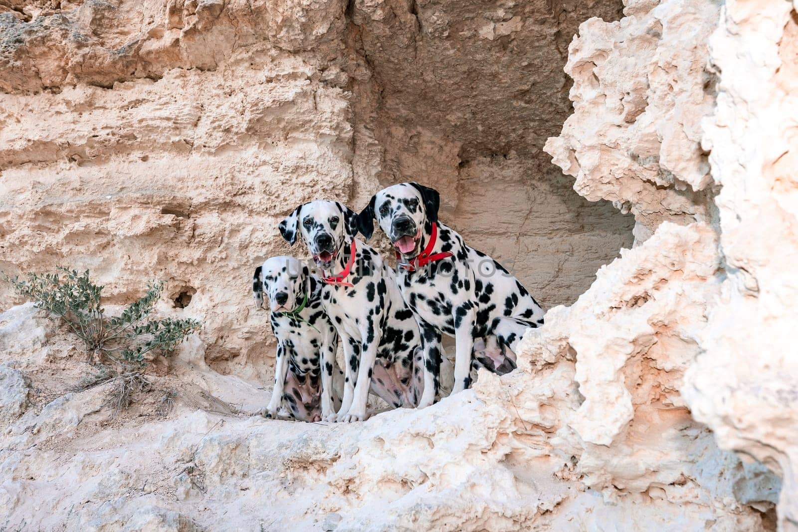 Portrait of three beautiful young Dalmatian dogs sitting in a cave .Selective focus.