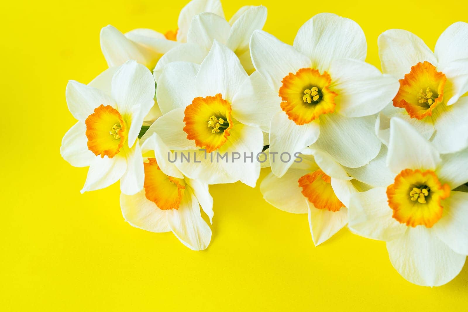 Bouquet of bright white and yellow daffodils on a yellow background with copy space