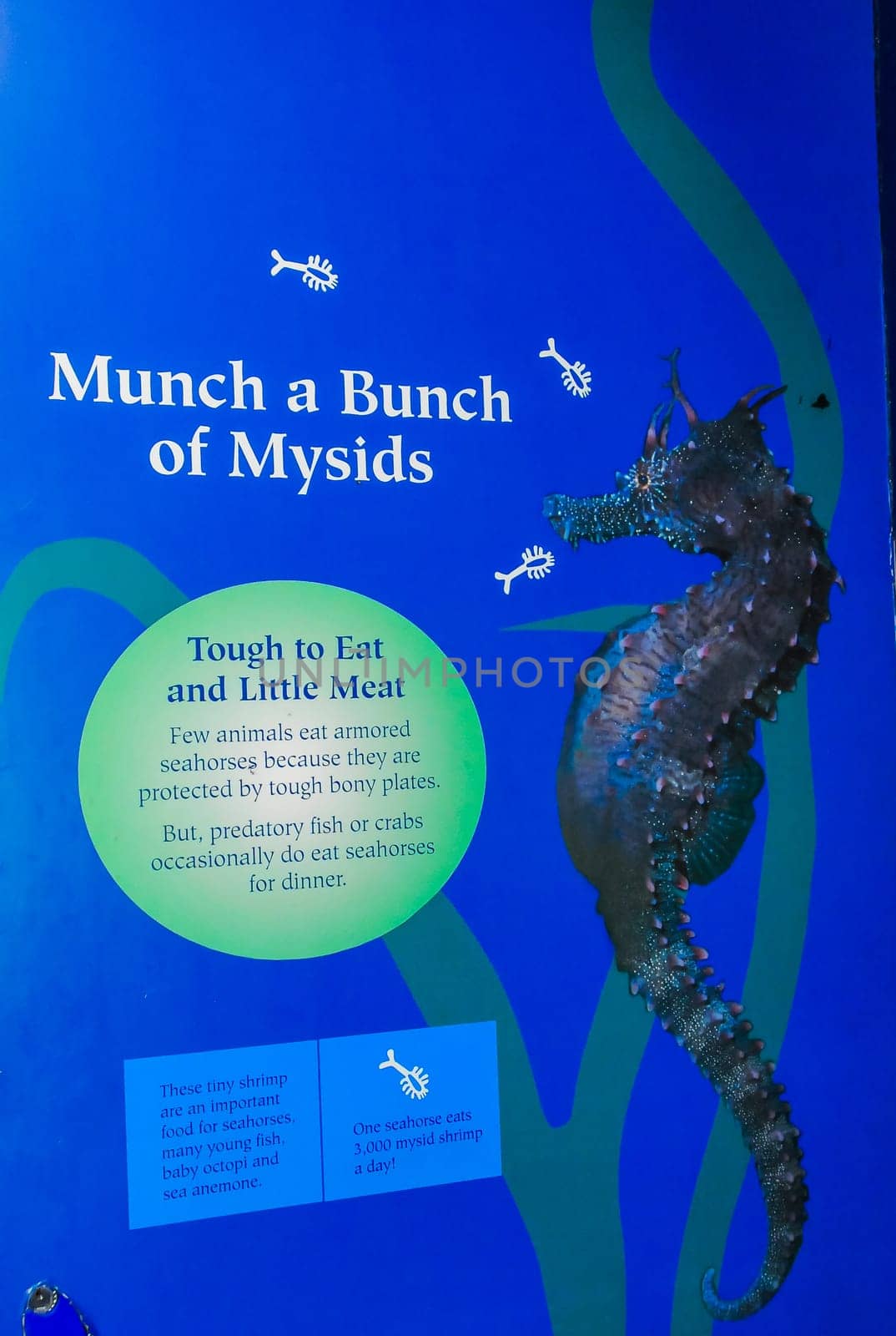NEW YORK, USA - DECEMBER 06, 2011: information stand about seahorses in the aquarium