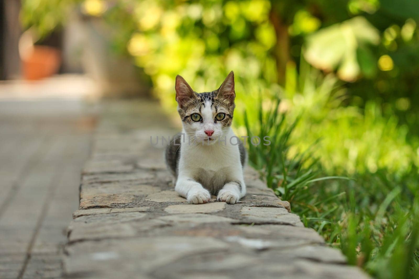 Small gray stray cat resting on pavement curb, green park behind.