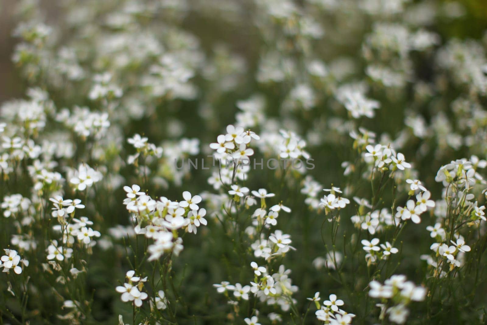 Shallow depth of photo, only few blossoms in focus, small white flowers bed, abstract spring background.