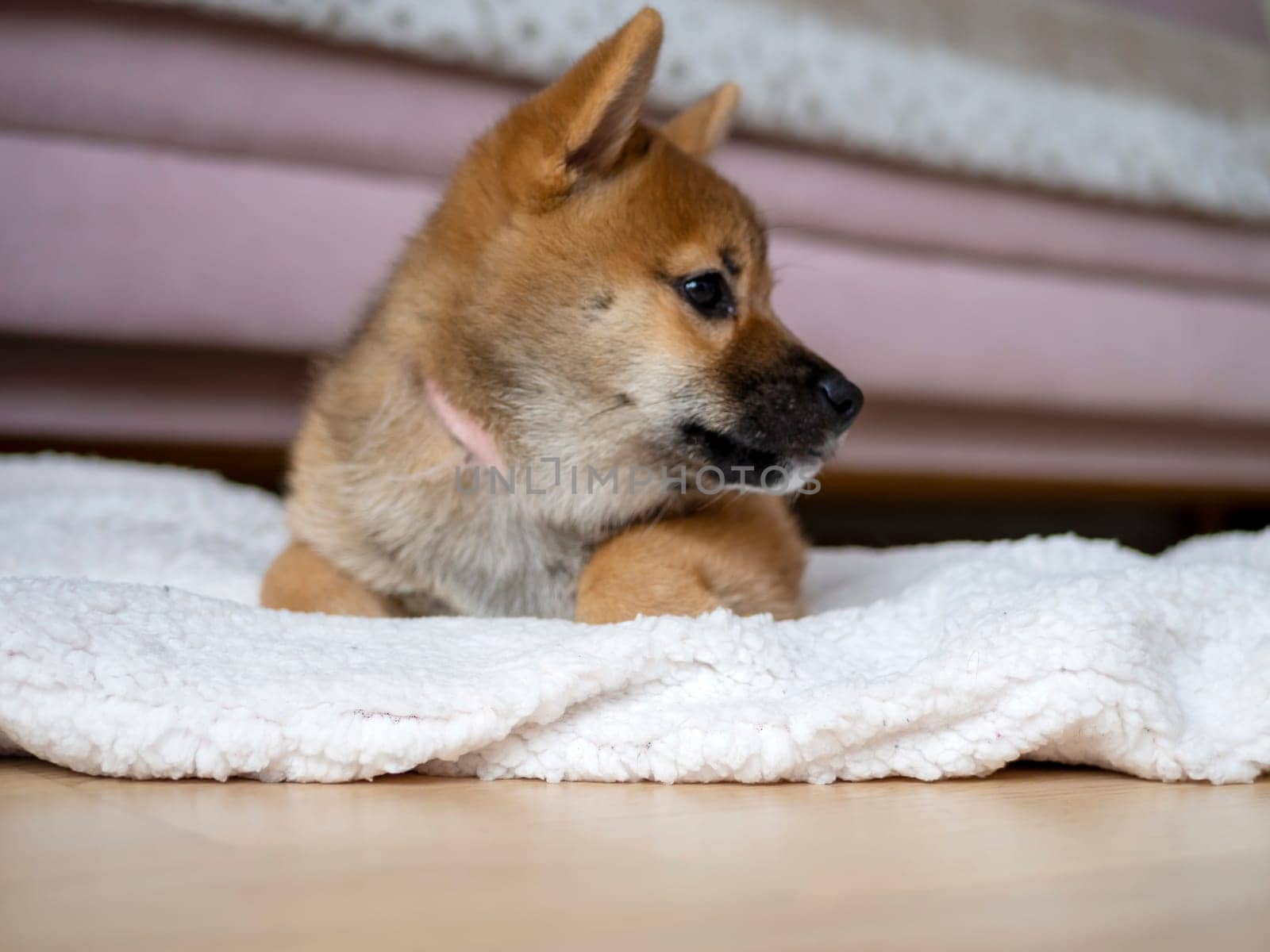 Portrait of cute Shiba Inu small dog, puppy, Close up. Dogecoin. Red-haired Japanese dog smile portrait. Illuminating color, cryptocurrency, electronic money. High quality photo