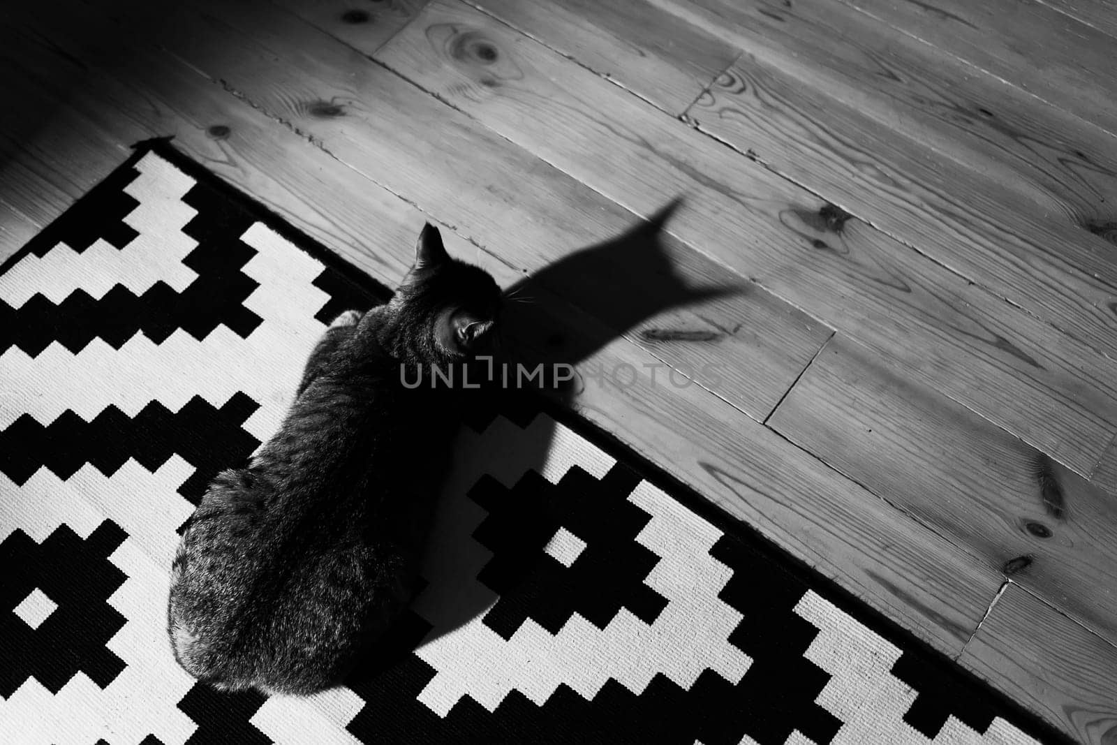 Black and white photo of the relaxed domestic cat at home, indoor.