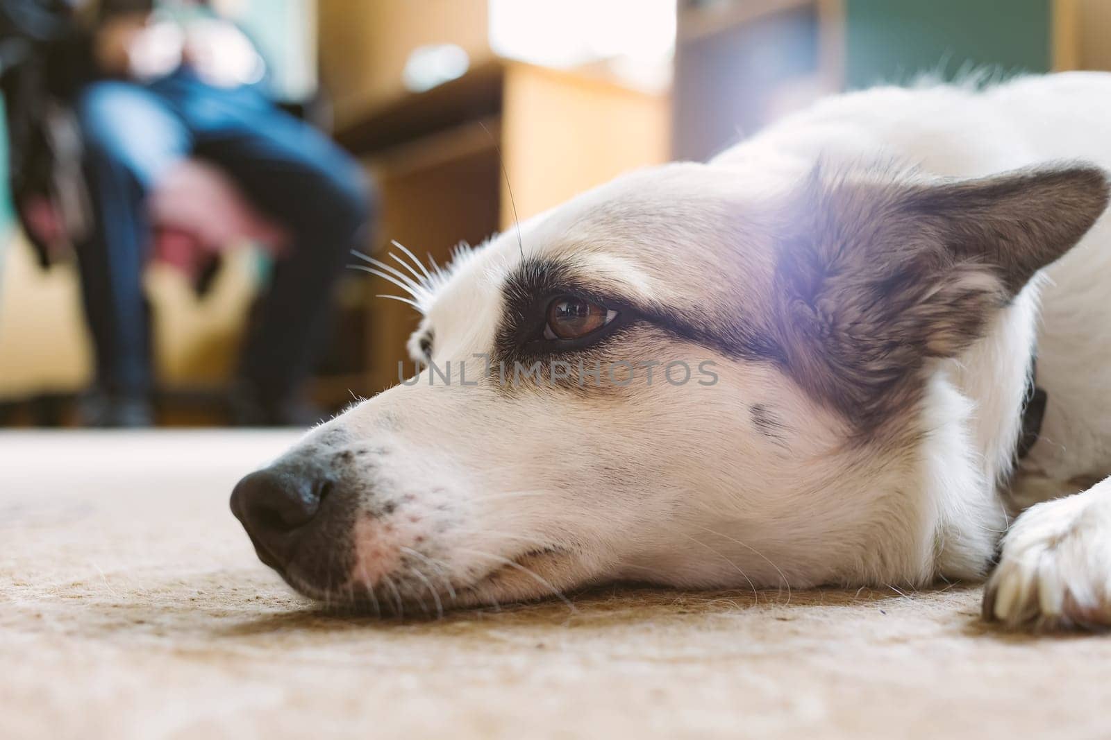 Dog lying on floor at home. Shallow dof