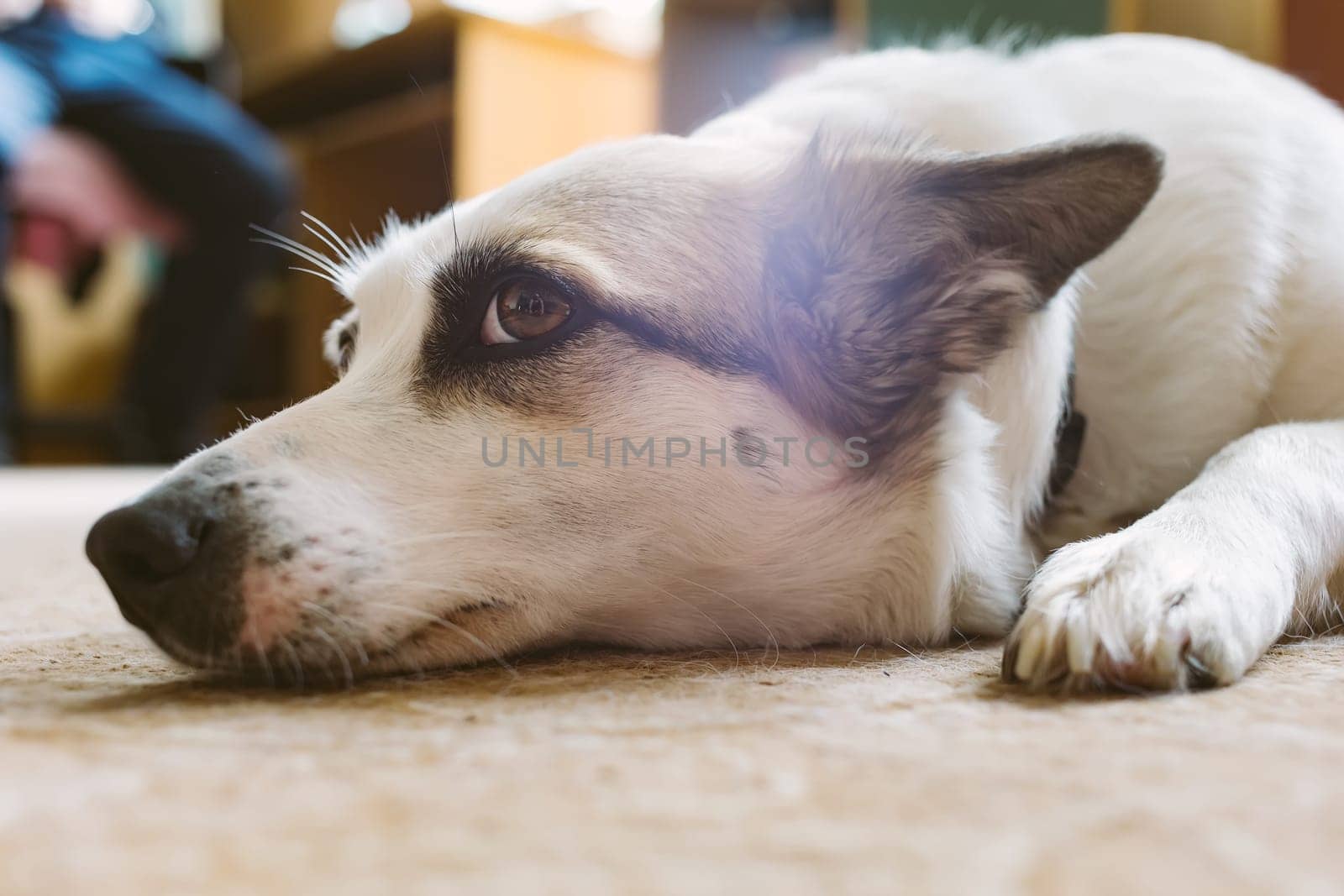 Dog lying on floor at home. Shallow dof. by sarymsakov