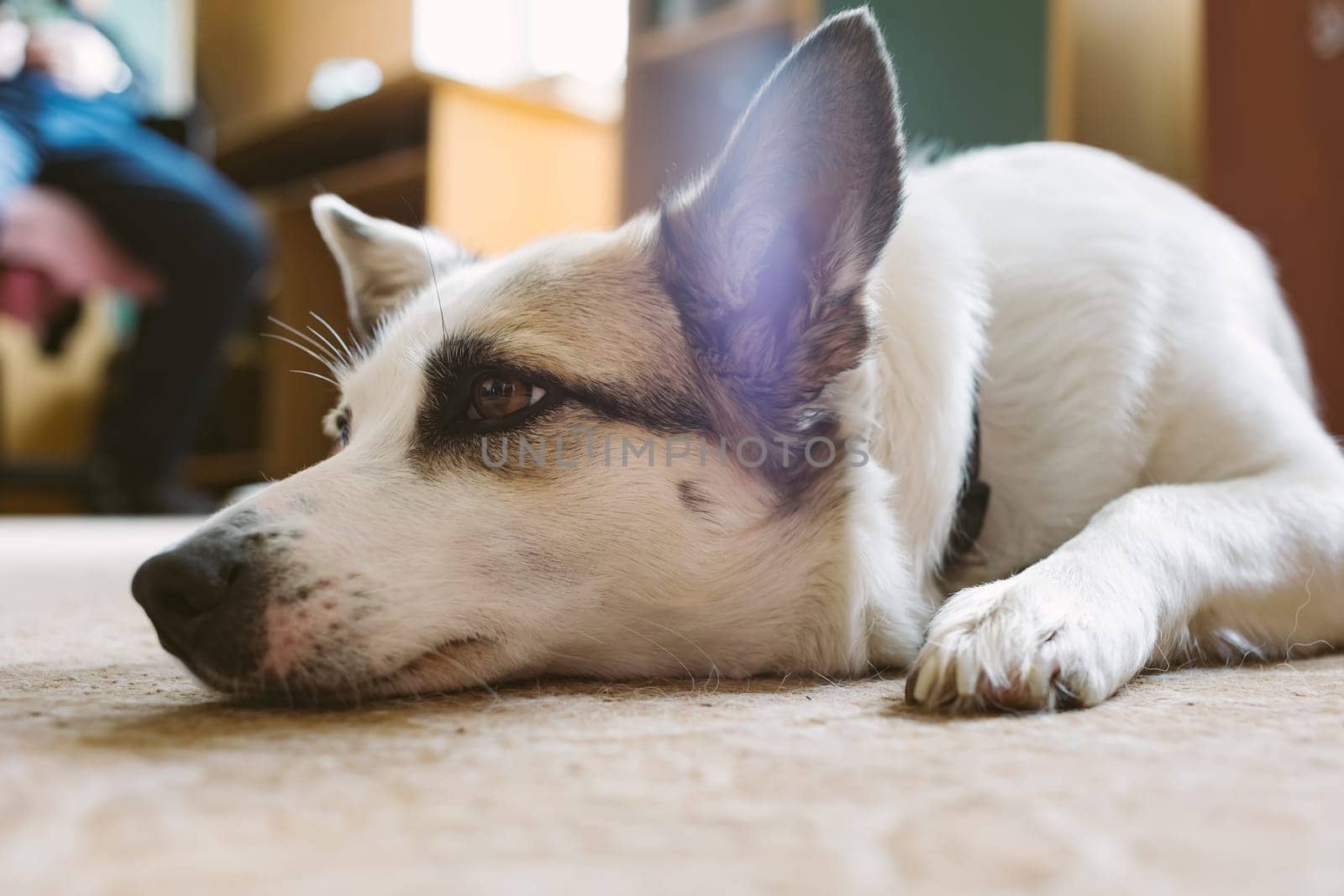 Dog lying on floor at home. Shallow dof