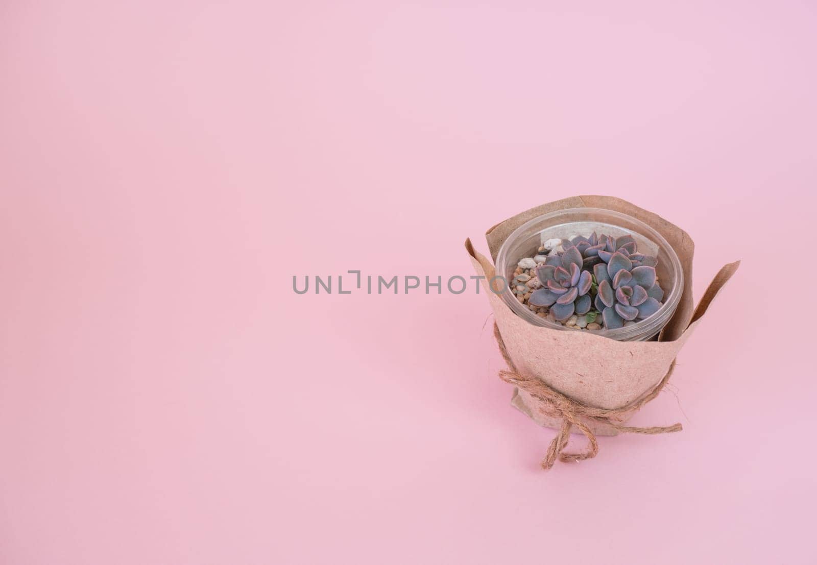 Small succulent Echeveria Debbie a pot and wrapped in burlap on a pink pastel background.