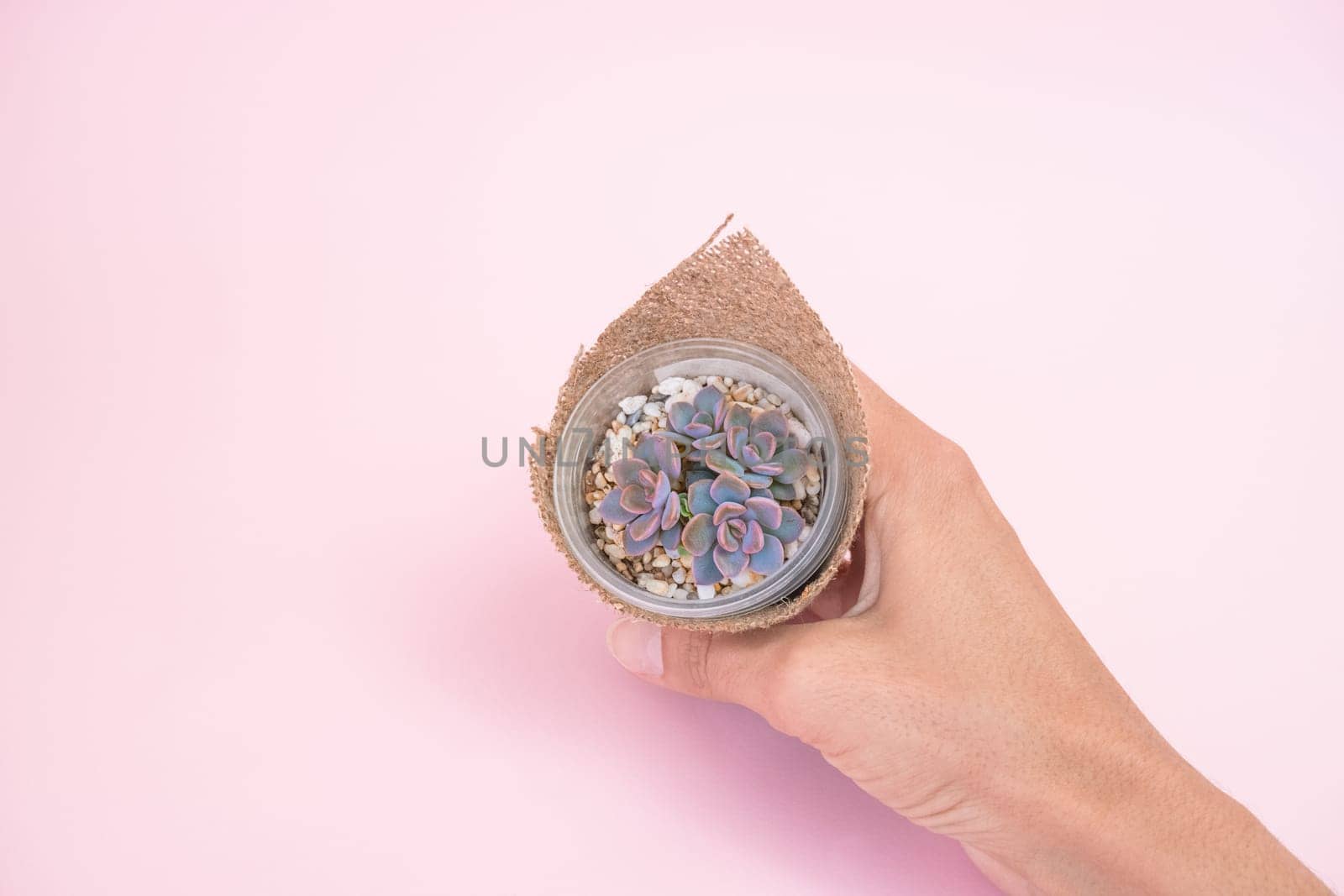 A woman's hand holds an echeveria Debbie succulent in a pot, wrapped in burlap on a pink pastel background.