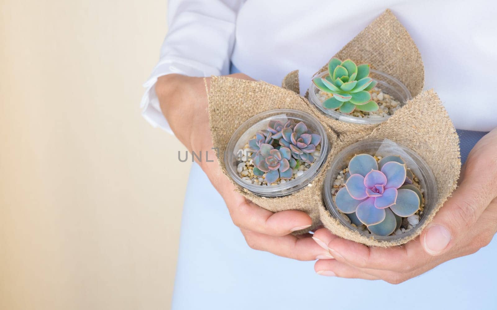 A woman in a white blouse holds three small pots of beautiful succulents in her hands